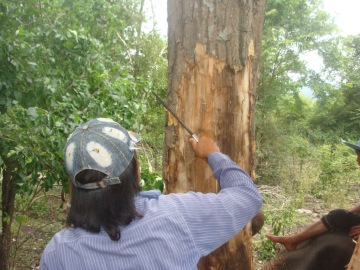 chopping tree bark for elephants